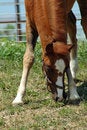 Free Pony Colt Eating Grass Stock Image - 2701501