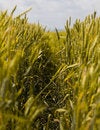 Free Wheat Field Detail Stock Image - 2704641