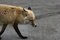 Free Wild Fox Portrait Royalty Free Stock Photo - 2700045