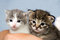 Free Two Kittens Royalty Free Stock Photos - 2703678