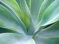 Free Large Leaves Stock Photo - 2713300