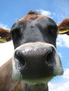 Free Jersey Nose Stock Image - 2715741