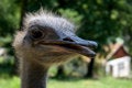 Free Ostrich Portrait Stock Photo - 2717850