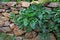 Free Green Plants In The Stone Wall Gaps Royalty Free Stock Images - 27114319