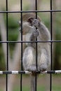 Free Baby Monkey Holding Bars Stock Photos - 2722593