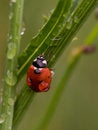 Free Wet Ladybug Royalty Free Stock Images - 2722639