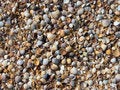 Free Cockleshell Surface Background Royalty Free Stock Photography - 2725457