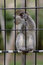 Free Baby Monkey Holding Bars Stock Photos - 2722593