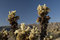 Free Cholla Garden Royalty Free Stock Photos - 2723288