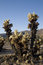 Free Cholla Cluster Royalty Free Stock Images - 2723289