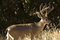Free Buck Royalty Free Stock Images - 2729329