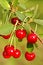 Free Cherry_1 Royalty Free Stock Photo - 2729875