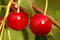 Free Cherry Royalty Free Stock Image - 2729876