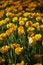 Free Spring Background With Beautiful Yellow Tulips Royalty Free Stock Photography - 27213317