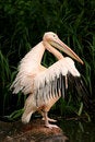 Free Pelican Preparing For Flight Royalty Free Stock Photo - 2730395
