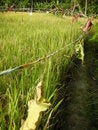 Free Indonesian Farming Royalty Free Stock Photos - 2731188