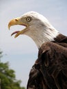 Free American Pride Royalty Free Stock Photo - 2736945