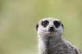 Free Single Meerkat Looking Out Royalty Free Stock Images - 2737429