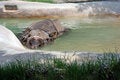 Free Rhino Bath Royalty Free Stock Photo - 2737435