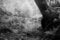 Free Marshy Dell Royalty Free Stock Image - 2730406