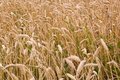 Free Field Stock Photography - 2742852
