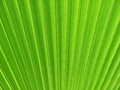 Free Palm Fan Royalty Free Stock Images - 2742959