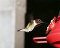 Free Ruby Throat Humming Bird Royalty Free Stock Photos - 2743438