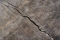 Free Trunk Cross-section. Royalty Free Stock Photo - 2746335