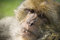 Free Monkey Royalty Free Stock Photo - 2740775