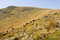 Free Sheep In The Lake District,UK Stock Photos - 2743283