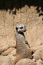 Free Meerkat Stock Image - 2751441
