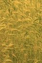 Free Many Yellow Cereals On Field Stock Images - 2754154