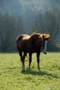 Free Chestnut Horse Grazing Royalty Free Stock Photo - 2755345