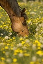 Free Grazing Brown Horse Stock Photo - 2756360
