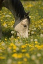 Free Grazing White Horse Stock Photo - 2756460