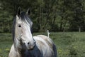 Free Horseporttrait + Space Stock Photography - 2756512