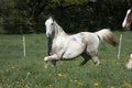 Free Horse Turns On The Meadow Stock Images - 2756604
