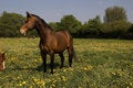 Free Attentive Brown Horse Stock Photo - 2756680