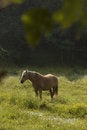Free Horse In Warm Light Stock Images - 2757214
