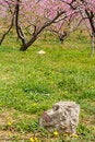 Free Clumps Of Peach Blossom Royalty Free Stock Photos - 2759738