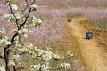 Free Clumps Of Peach Blossom Royalty Free Stock Photo - 2759845