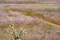Free Clumps Of Peach Blossom Stock Photography - 2759882