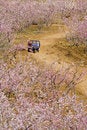 Free Clumps Of Peach Blossom Royalty Free Stock Image - 2759906