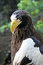 Free Eagle Stock Photos - 2751023
