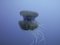 Free Jellyfish Royalty Free Stock Image - 2751796