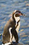 Free A Standing Humboldt Penguin Stock Photography - 2752952
