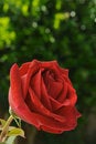 Free Close-up Of Blooming Rose Stock Photo - 2763550