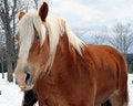 Free Draft Horse Stock Image - 2768171