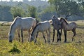 Free Horses Nurturing Stock Images - 2768734