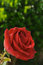 Free Close-up Of Blooming Rose Stock Photo - 2763550